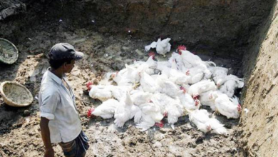 Bird Flu Outbreak Causes Alarm in Andhra Pradesh