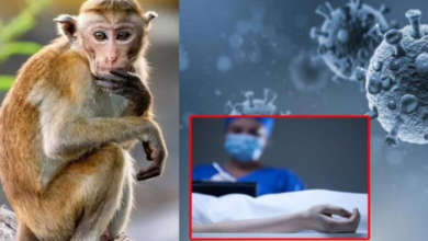 Monkey Virus