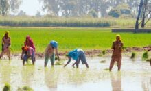 Women planting paddy saplings in wet field.